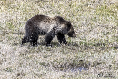 Grizzly Bear May 2025